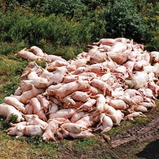 [swine-flu-pigs.jpg]