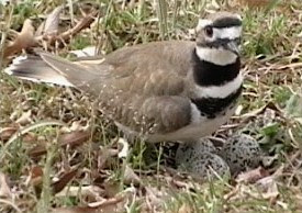 Eternal Ecstasy March 2007