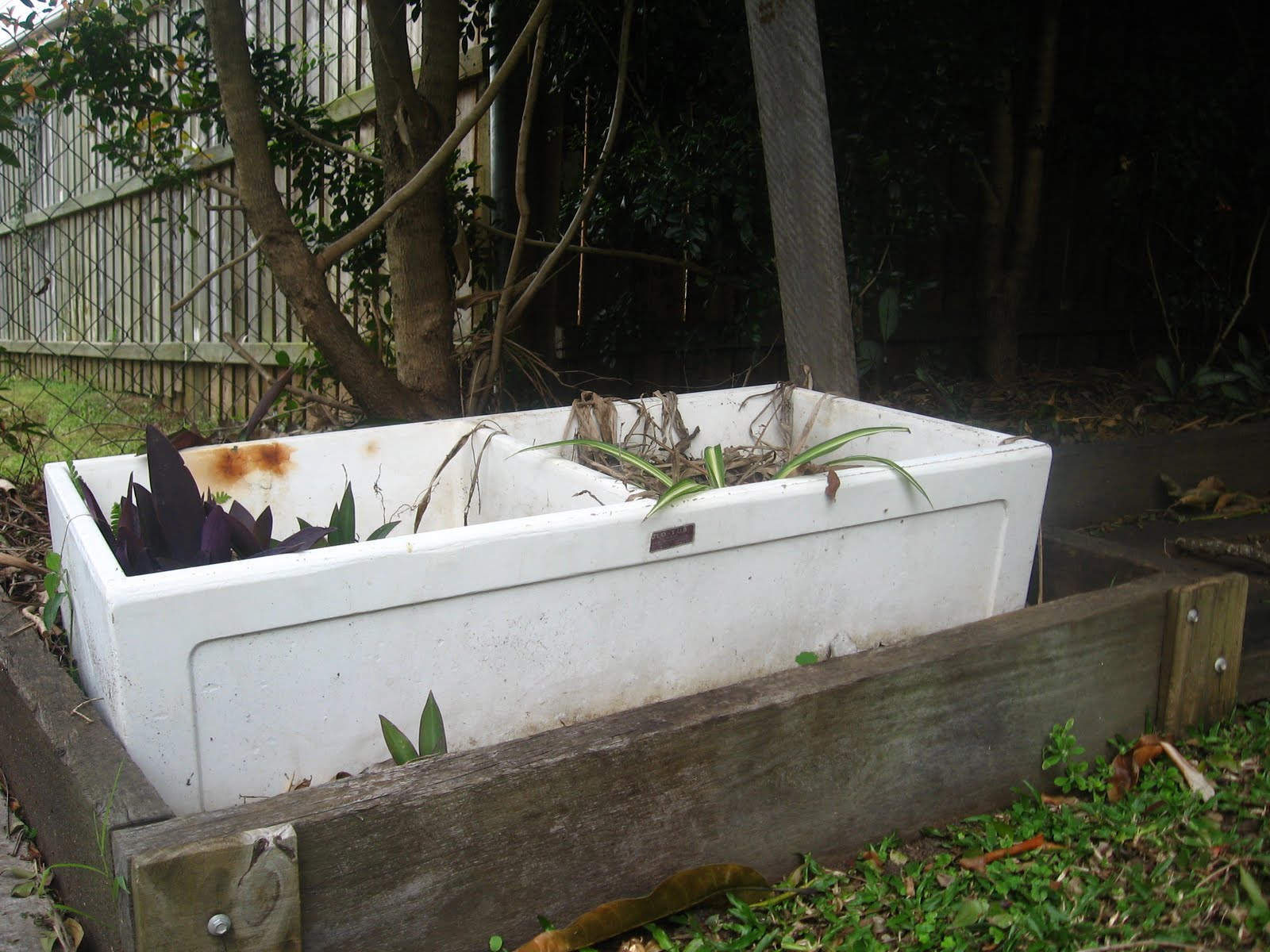 Fun and VJs: Herbs in a concrete laundry tub - update