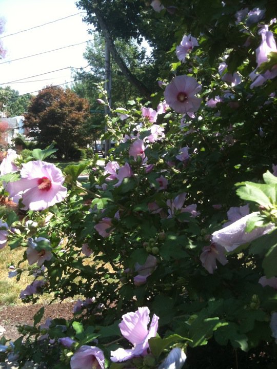 The Quotidian Kit Rose Of Sharon