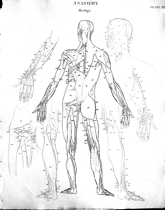 drawings of muscles