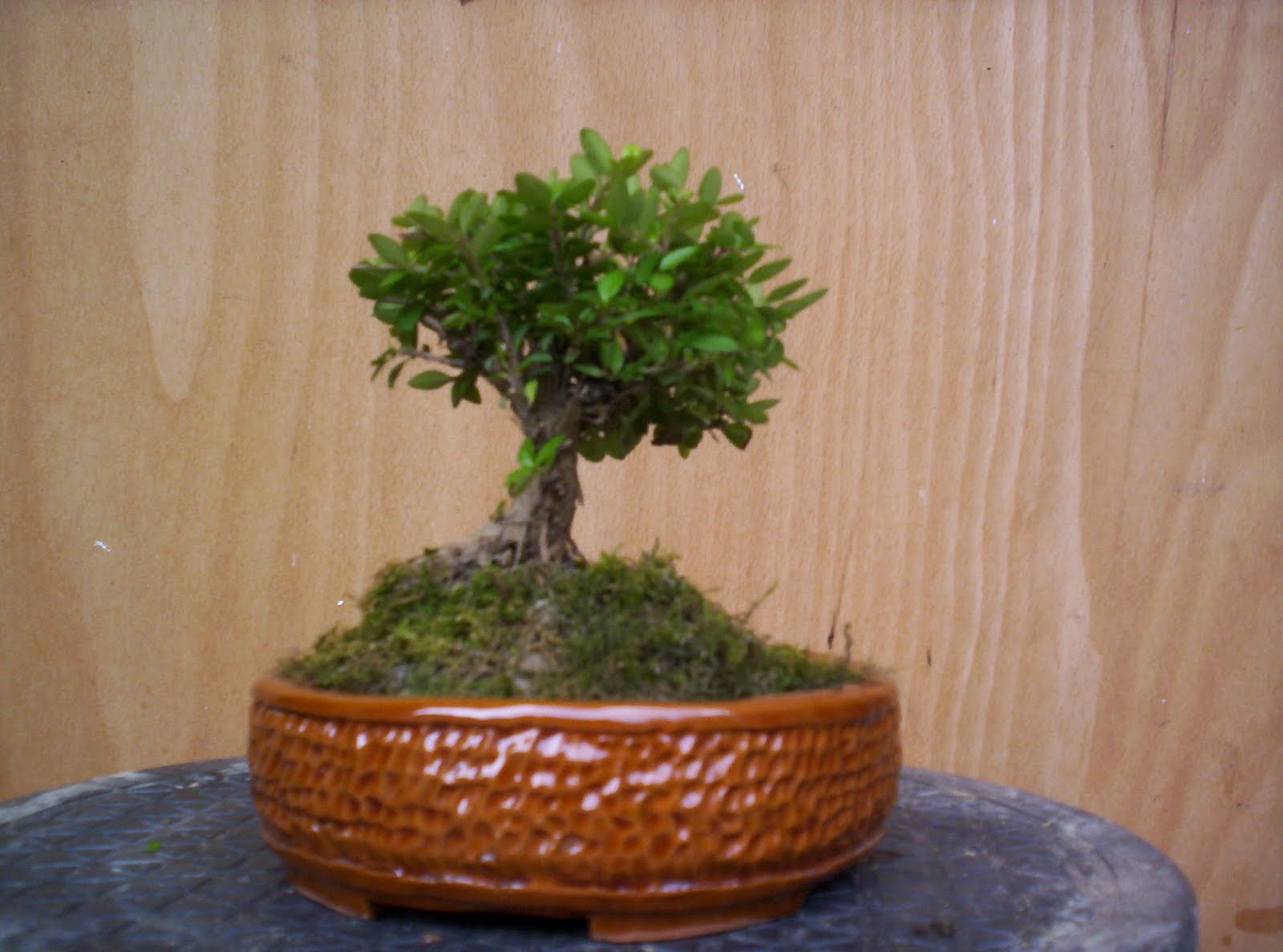 Bonsai Bollesz Blog Trpelonc Lonicera Nitida Mame Sajt Tlban Bonsai Bollesz Blog Trpelonc Lonicera Nitida Mame Sajt Tlban