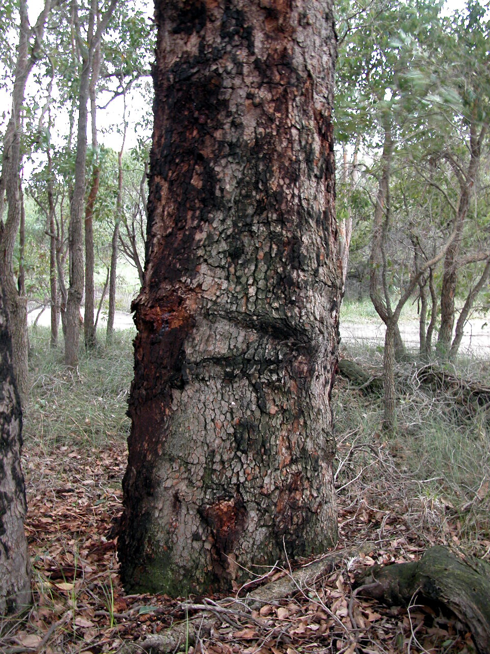 ELLENBROOK BUSHLAND GROUP: in praise of Marri