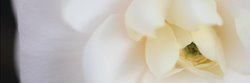 Plants Channel