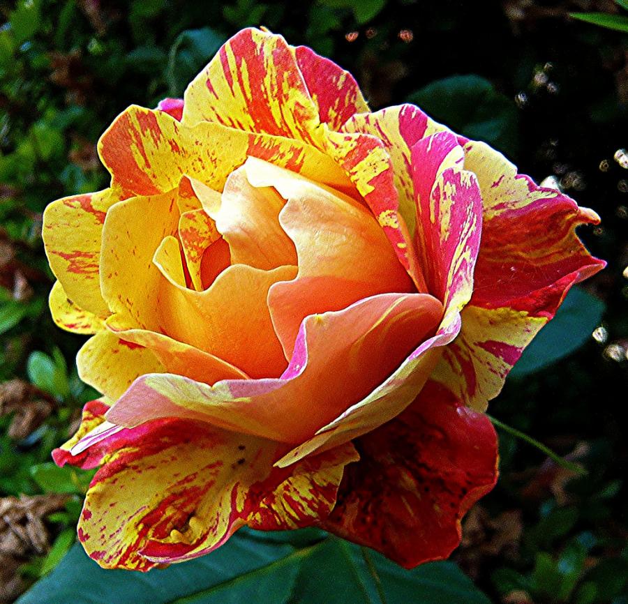 LIVE DREAM LOVE: November 2010