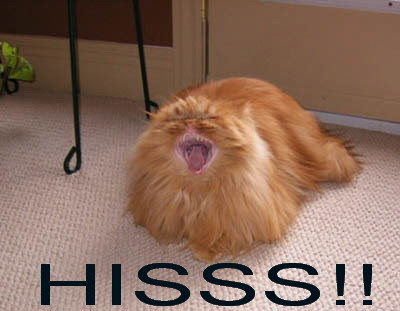 http://1.bp.blogspot.com/_rwbawQsYOaY/RrF6ferkD6I/AAAAAAAAA2c/qEhZ5MRq-AM/s400/cat%252BHISS.jpg