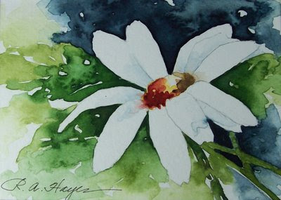 Shasta+daisies+pictures