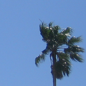 [palmtree.jpg]