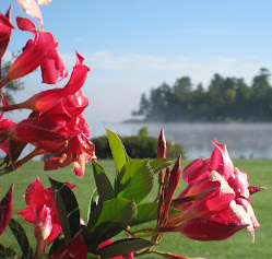 Mandavilla Flowers