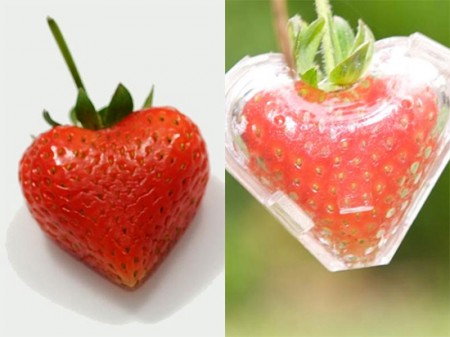 [morangocoracao-450x337.jpg]