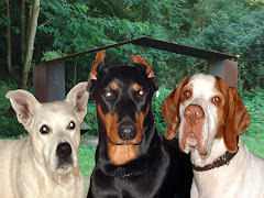 Mi trabajo mi pasión