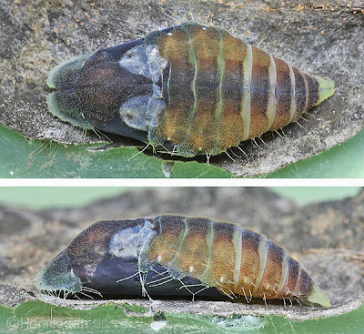 Two views of the mature pupa