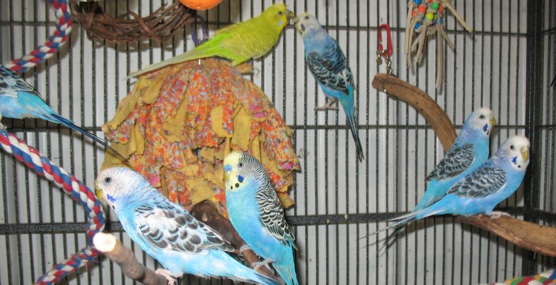 Center for Avian Rehabilitation & Education