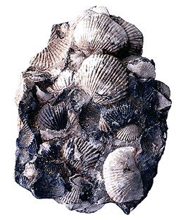 [calcarioconquifero1.jpg]