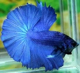 Ikan Karin