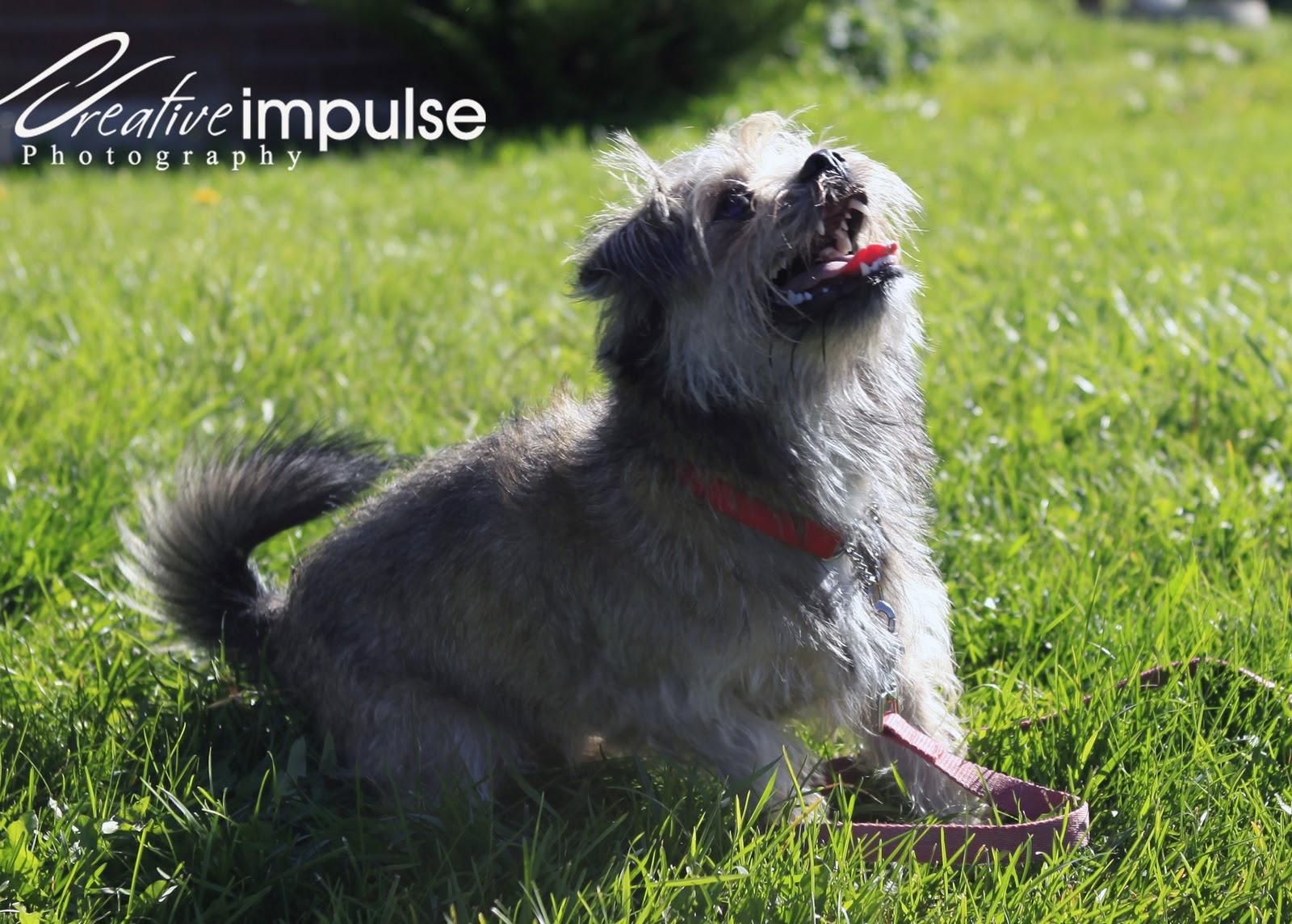 Creative Impulse Bailey Cairn Terrier Pug Mix for Adoption