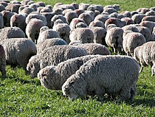 Proyecto GEF sobre manejo de producción ovina