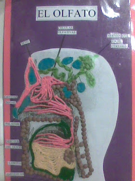 <em>El olfato</em>