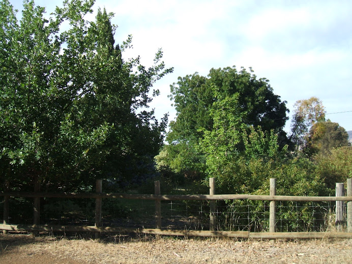 Dry Tasmanian Garden