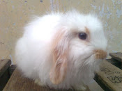 Rabbit for sale rabbit breeding and seedling