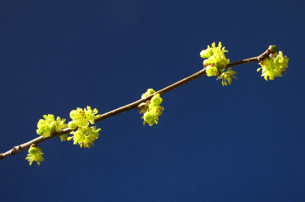 Spicebush Plant Of The Week Wild Foodies Of Philly