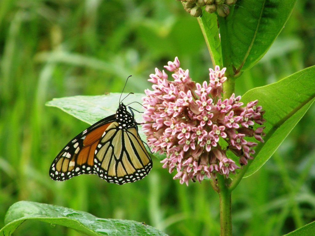 Milkweed Monarch
