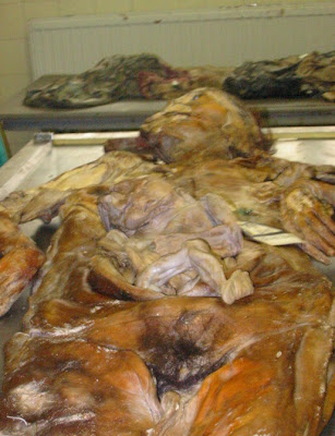 mass graves bosnia