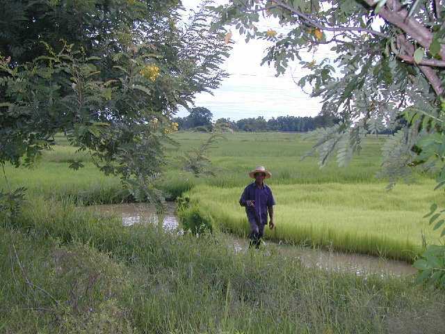 [Farmer-Planting+rice-2004-P1010010-jp-.jpg]