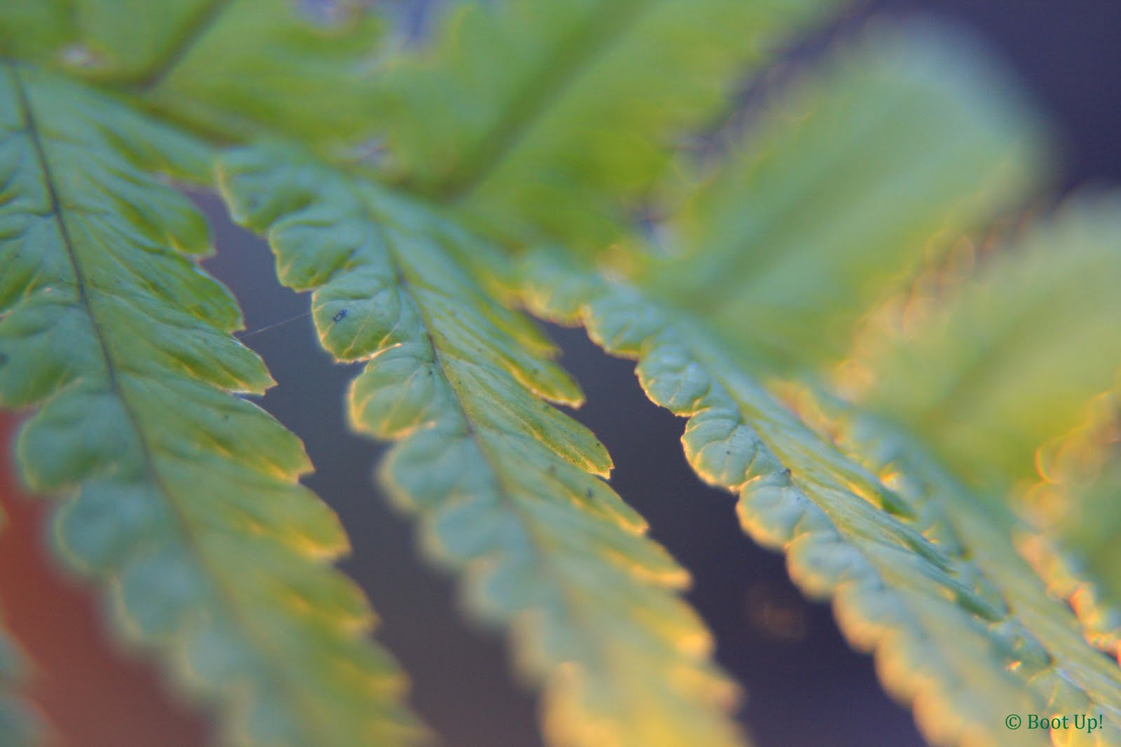 [fern.jpg]