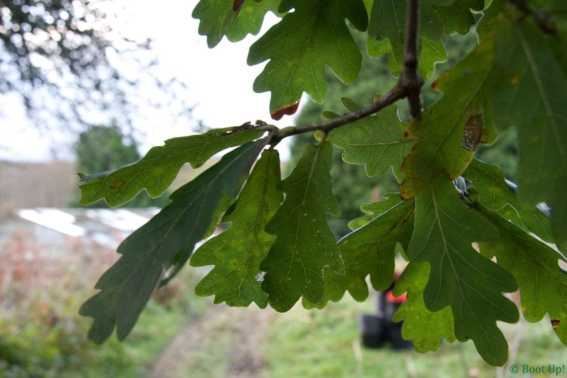 [oak+leaves.jpg]