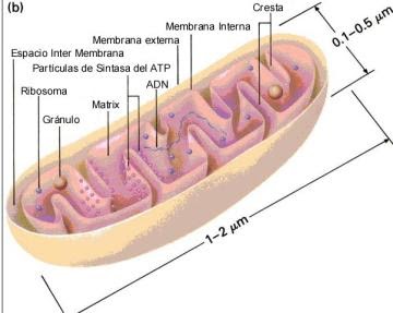 Biología: La mitocondria y el ciclo de Krebs diagrama de cebolla 