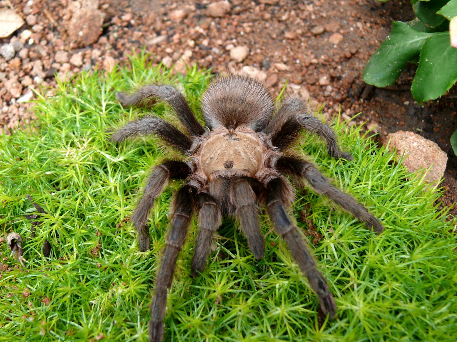[Tarantula+2.JPG]