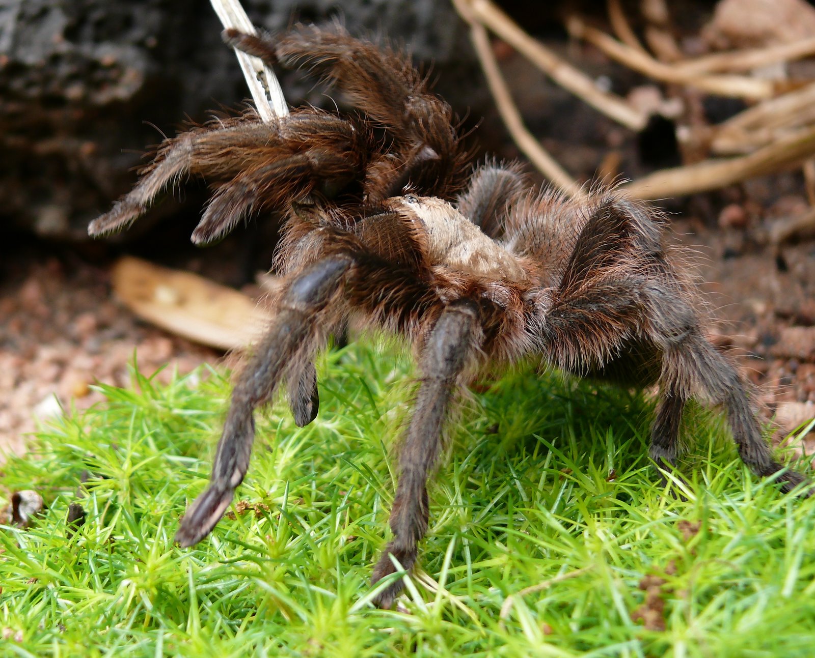 [Tarantula+4.JPG]