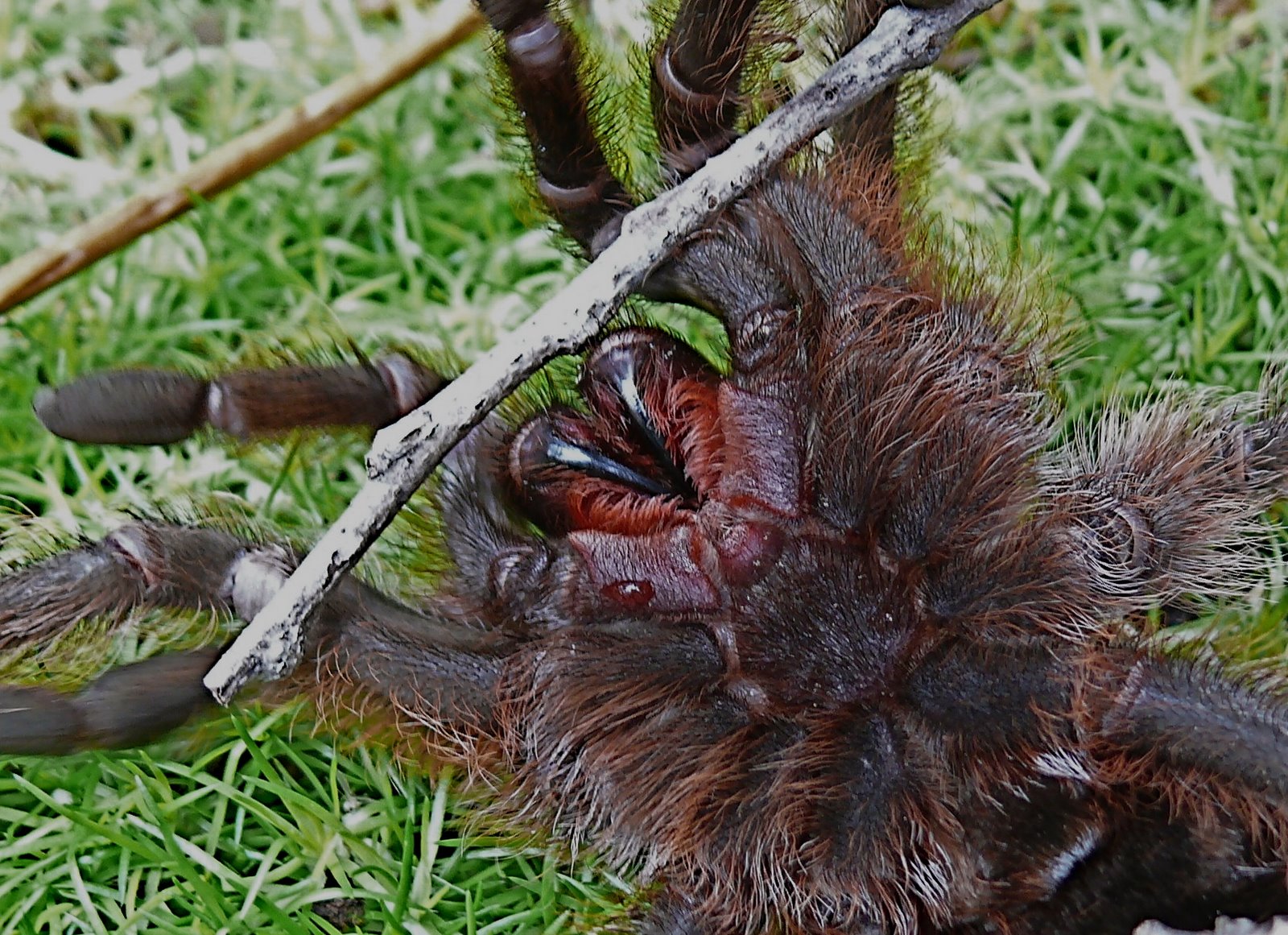 [Tarantula+Fangs.JPG]