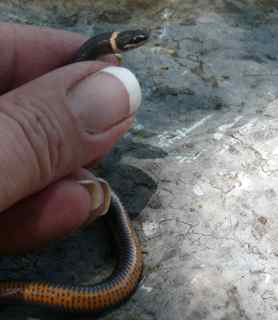 [Ring-Neck+Snake+Side.jpg]