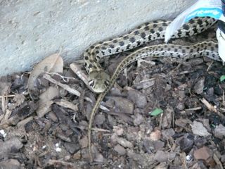 [Checkered+Garter+Snake.jpg]