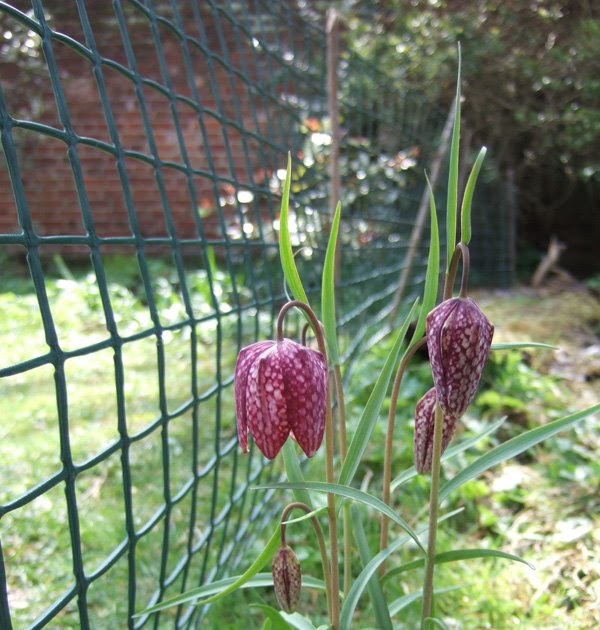 purple podded peas The Guineahen flower