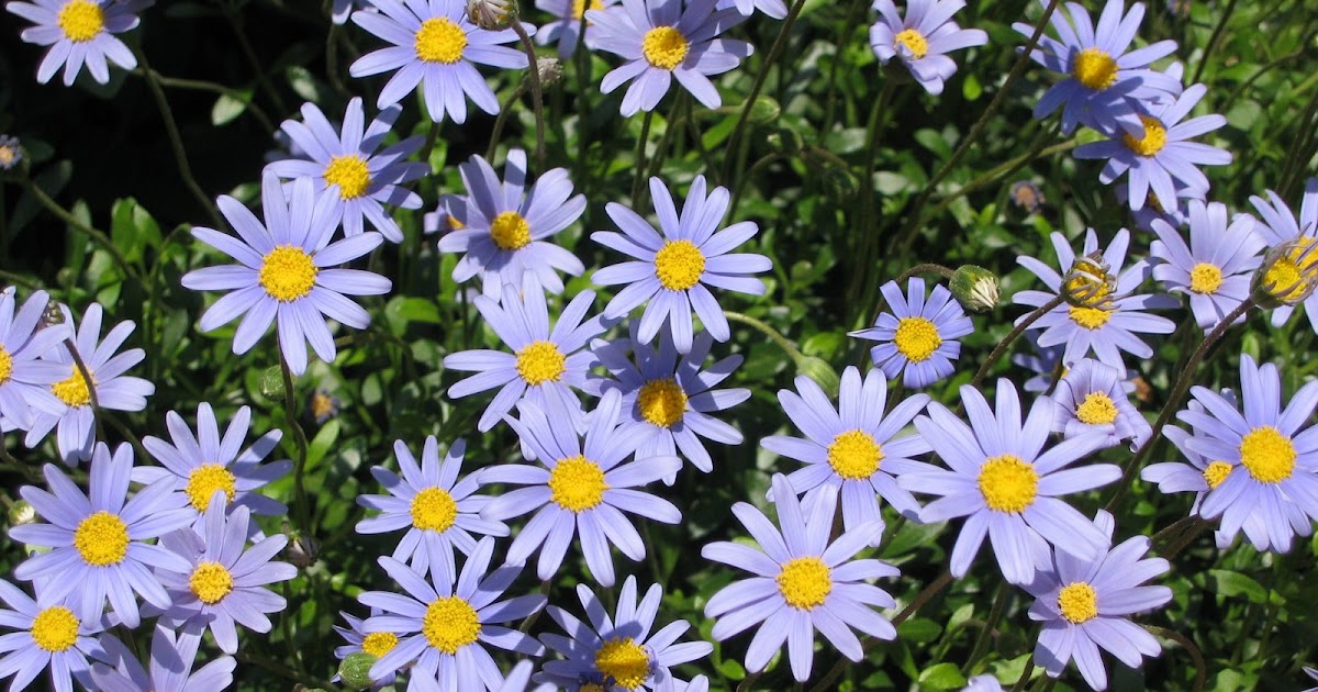 Flores y Palabras Margarita azul