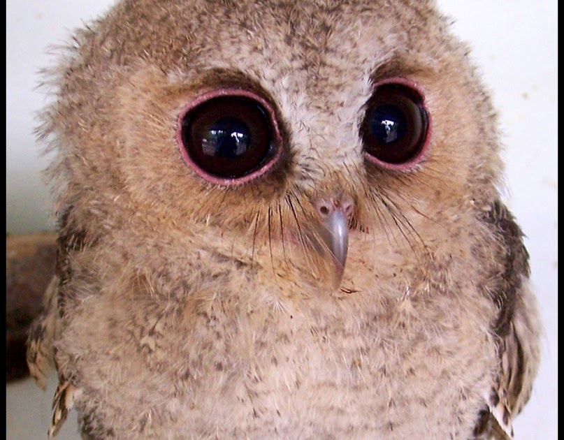 elenaPE1: Owls - cute fluffy animals or monsters??