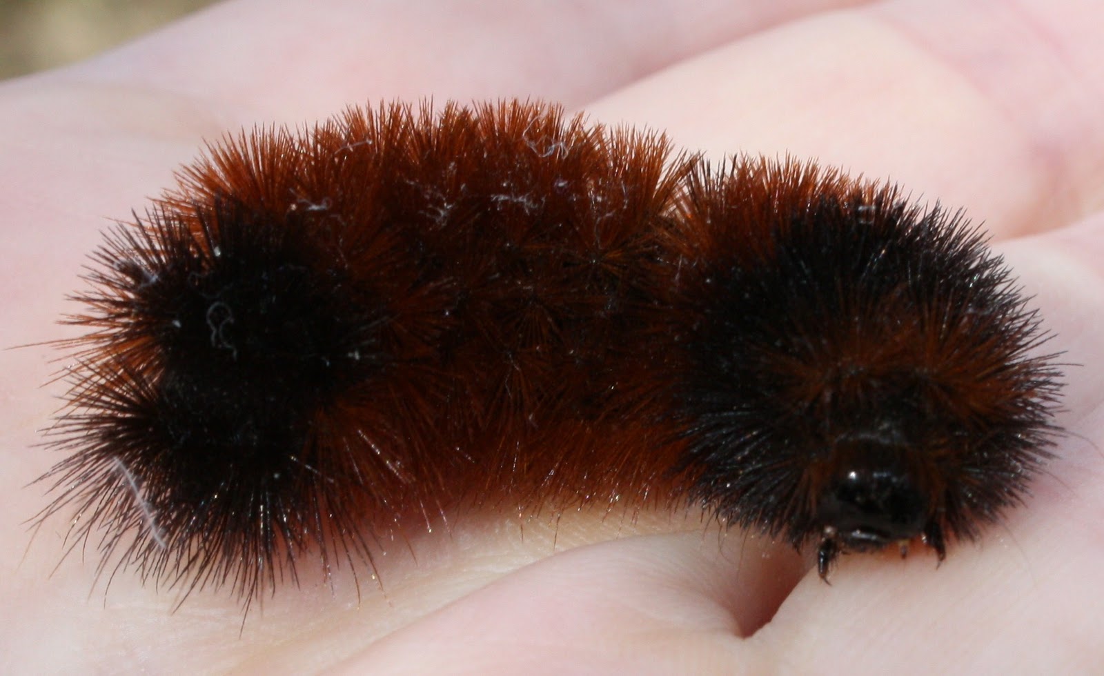 Polliwog on Safari Caterpillar Investigation, Part 4