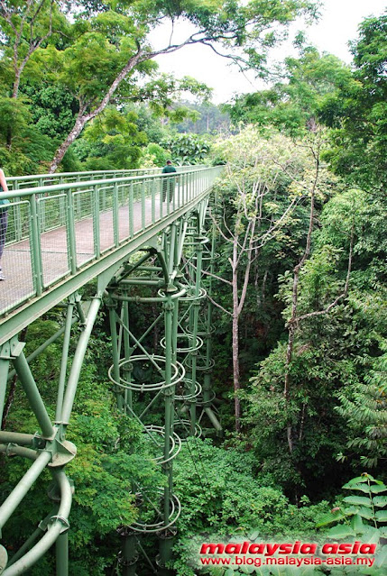 Canopy Walk at Rainforest Discovery Centre RDC Canopy Walk at Rainforest Discovery Centre