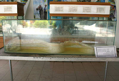 Ikan Naga