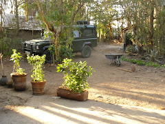 Part of ~The Kitengela Arboretum~