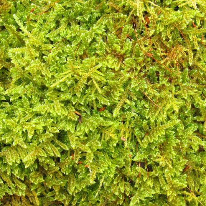 wilbau: Moss World