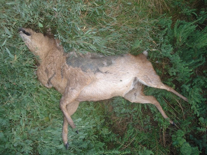 MERSEA WILDLIFE DEAD DEER