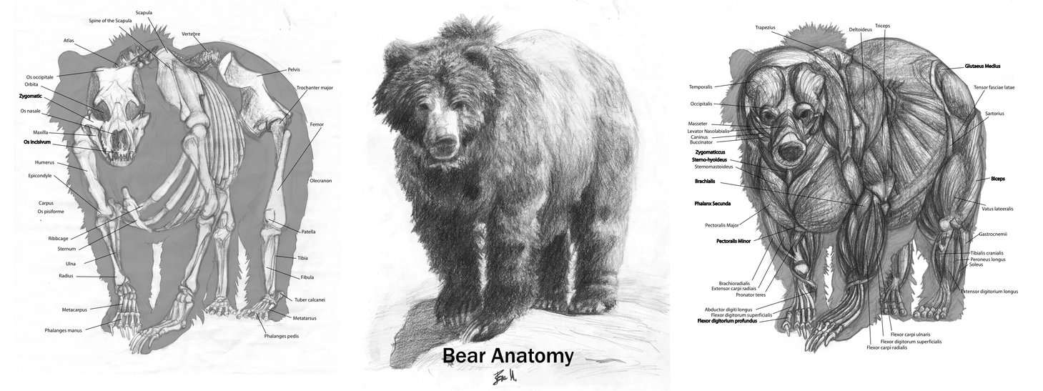 http://1.bp.blogspot.com/_sEWmp48ncj8/TO0Joi1SdHI/AAAAAAAACks/-eG-dfX_JbQ/s1600/Animal_Anatomy__Grizzly_Bear_by_89ravenclaw.jpg