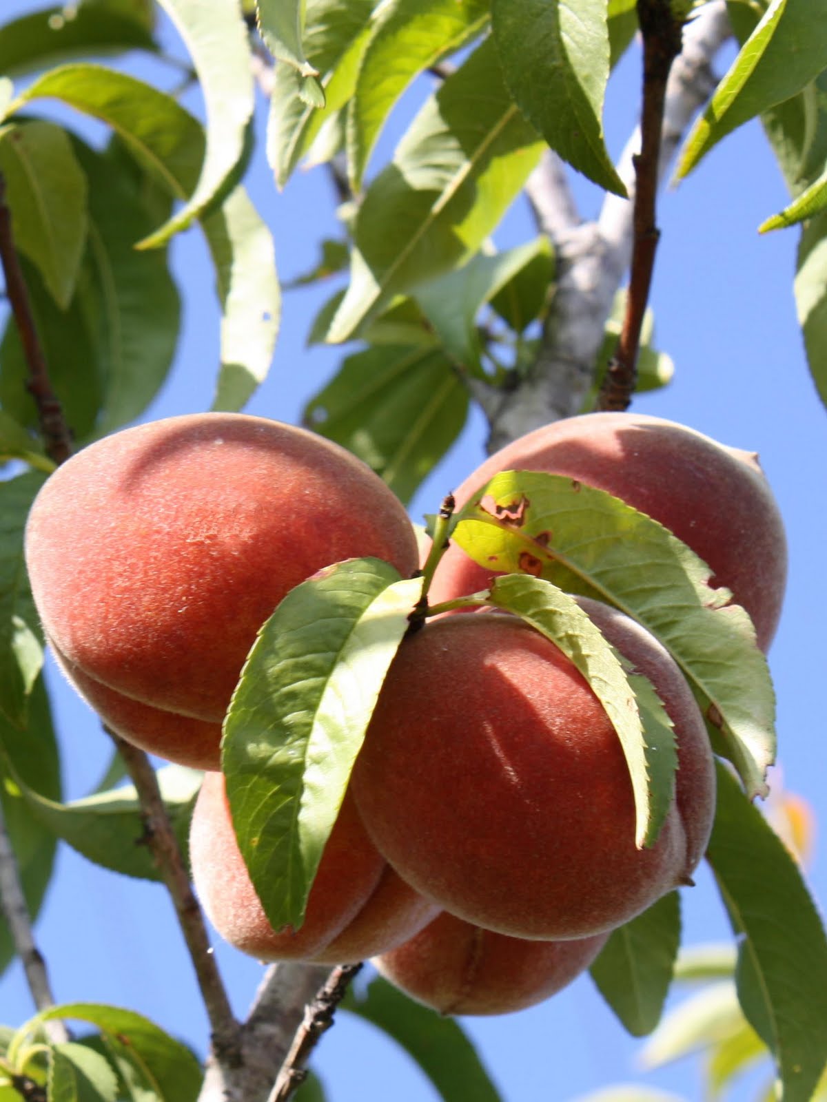 Bean Street Market Blog Hill Country Peaches Soapy Inspiration