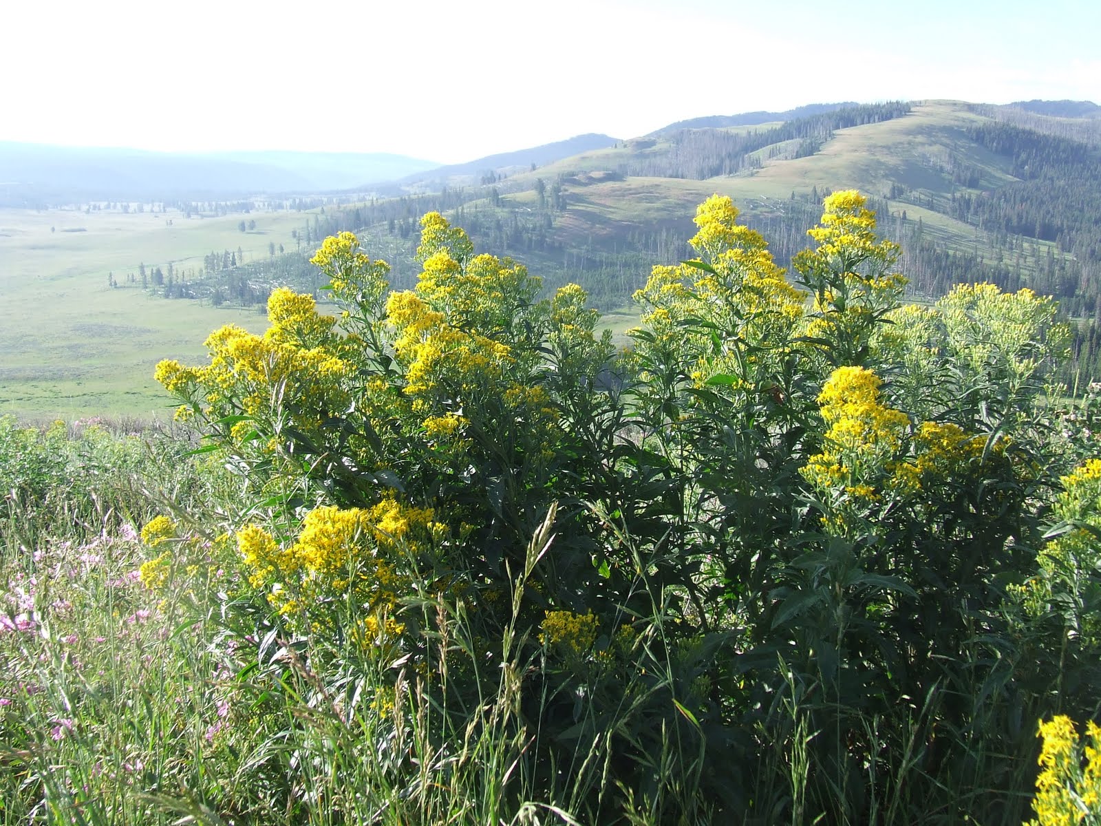 green grass growing yellowstone plants