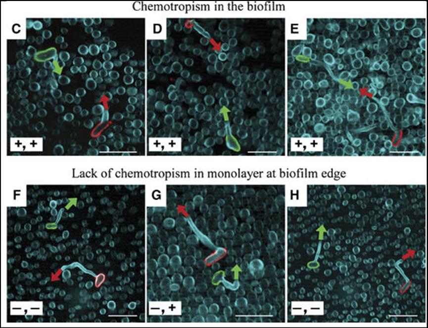 [candida-quimiotropismo.jpg]