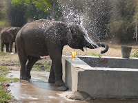 elephant bath time